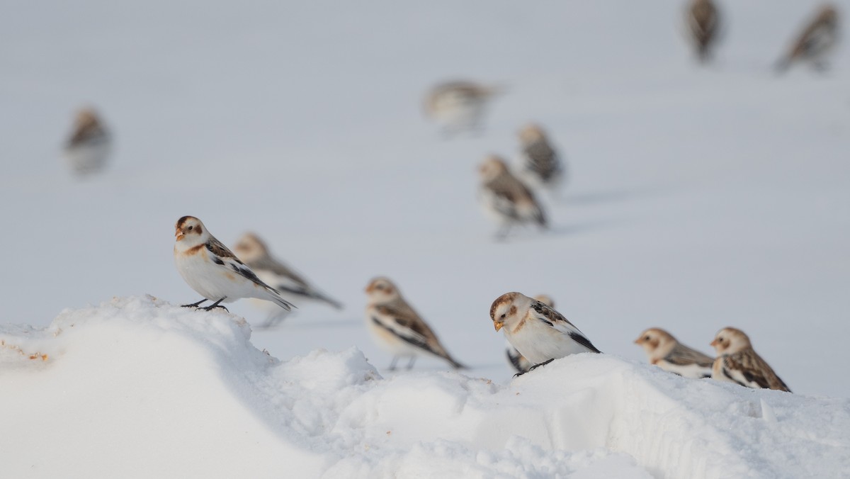 Snow Bunting - Annie Lavoie