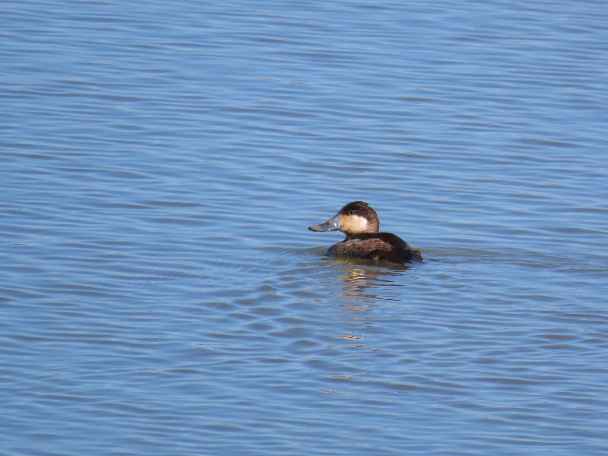 Ruddy Duck - ML614892369