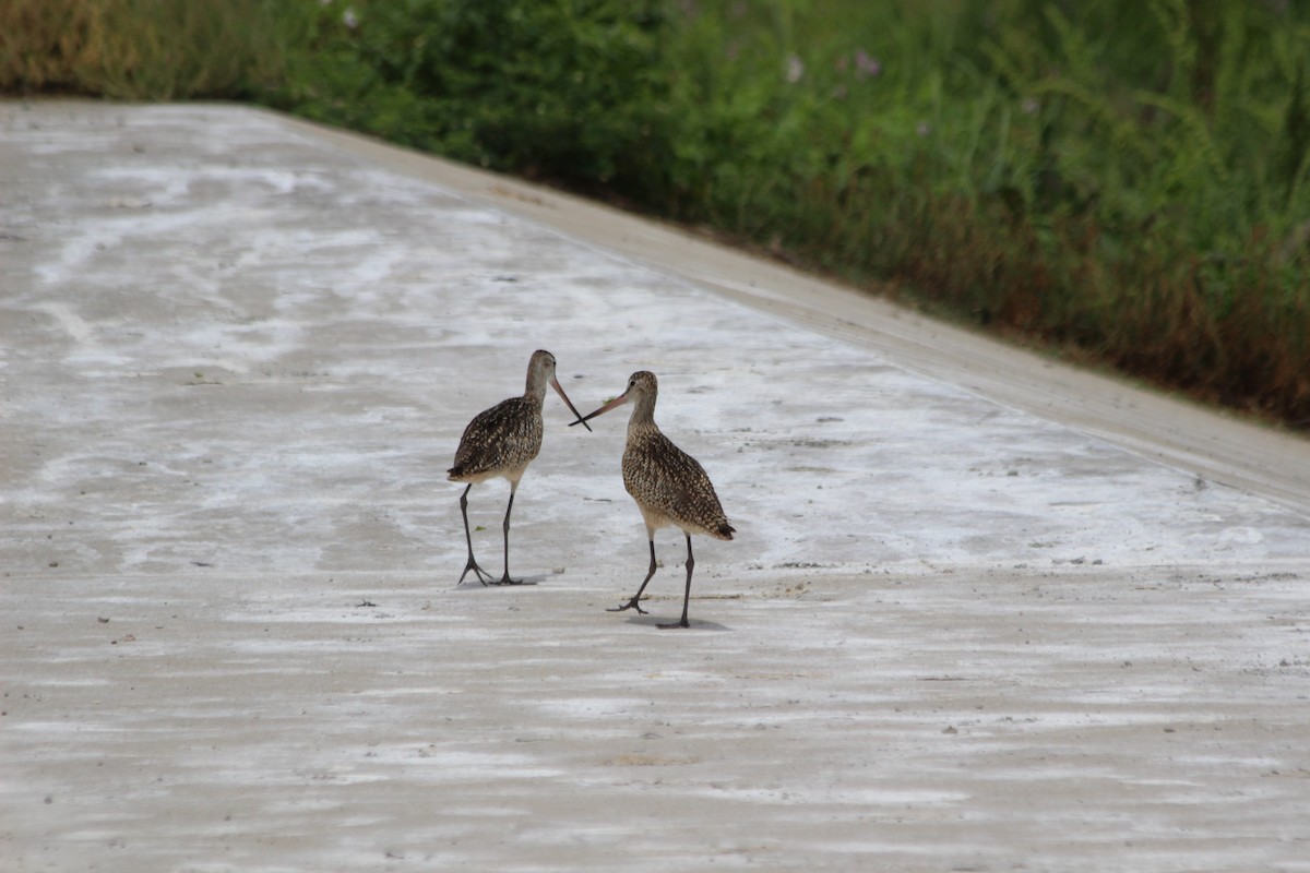 Marbled Godwit - Cory  Norris