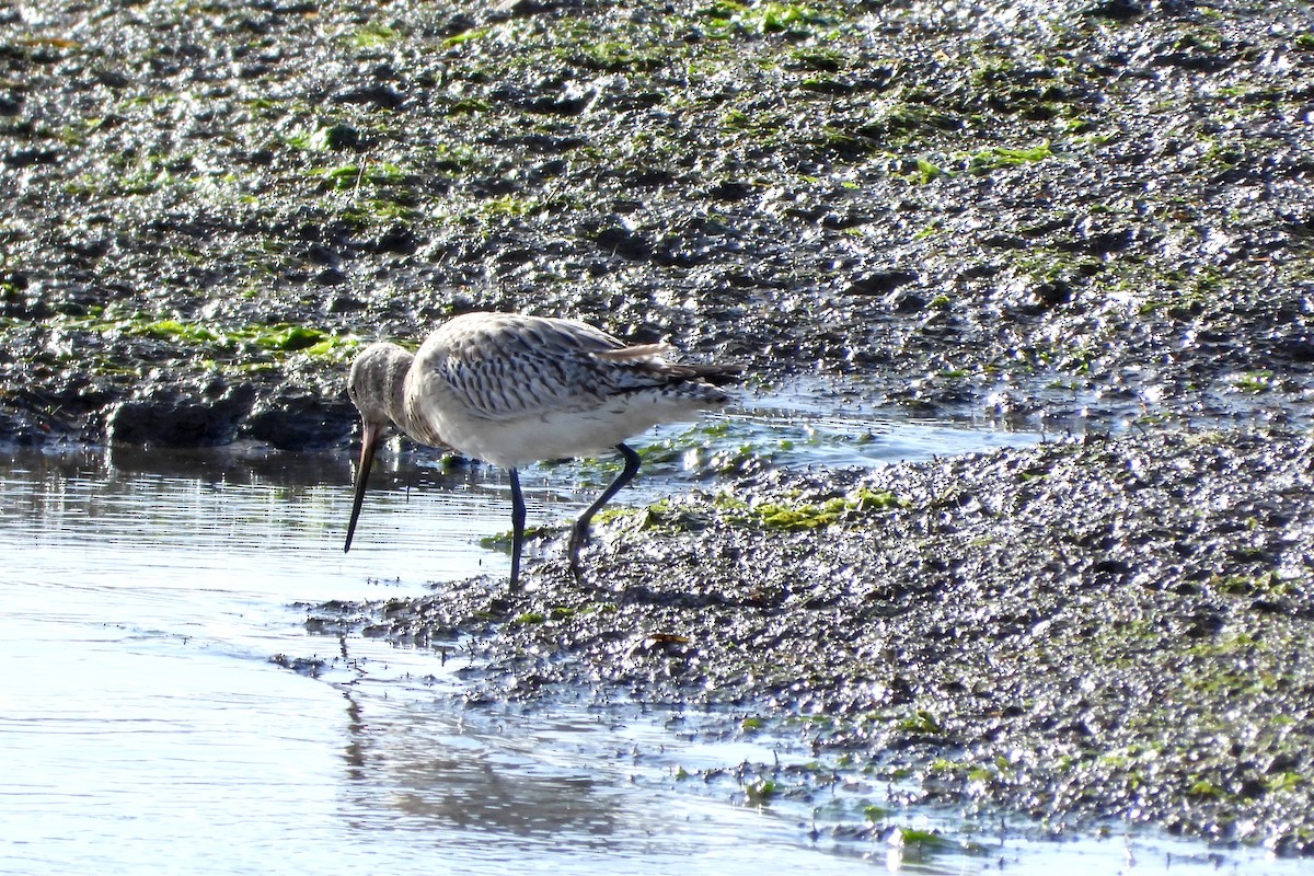 Bar-tailed Godwit - ML614892411