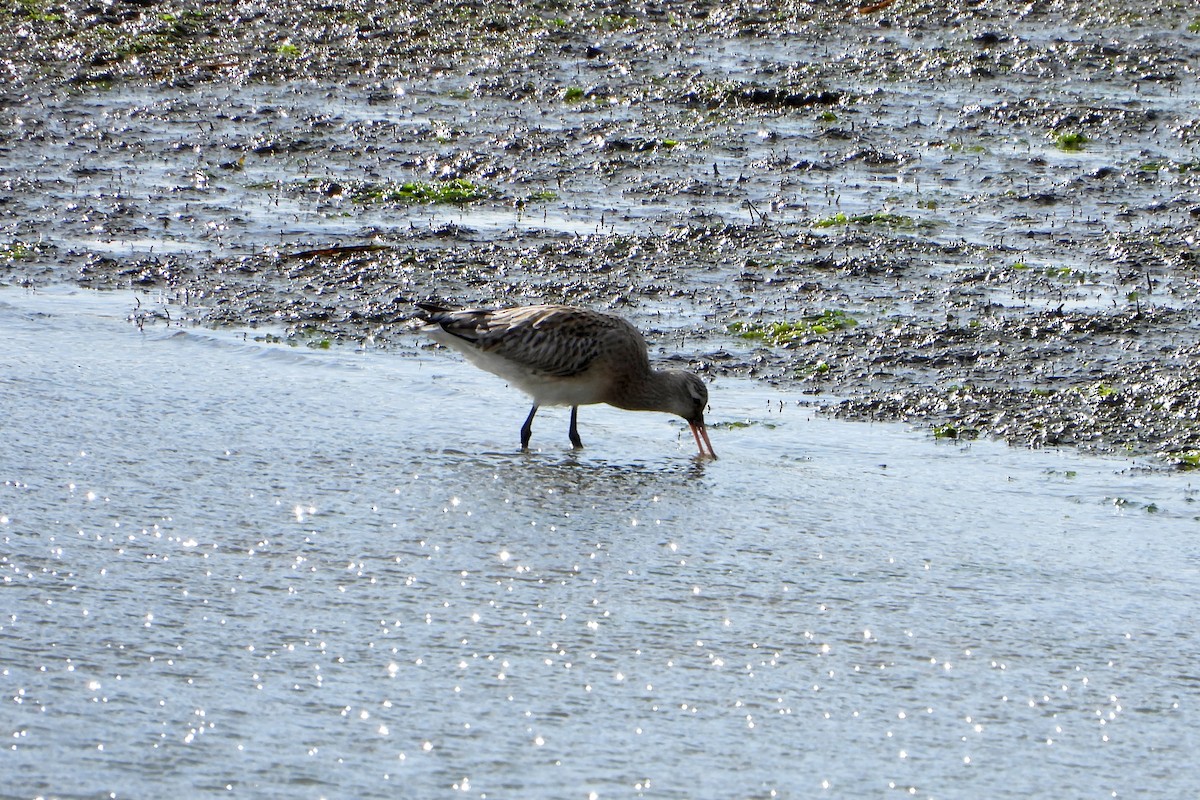 Bar-tailed Godwit - Francisco Vizcaíno