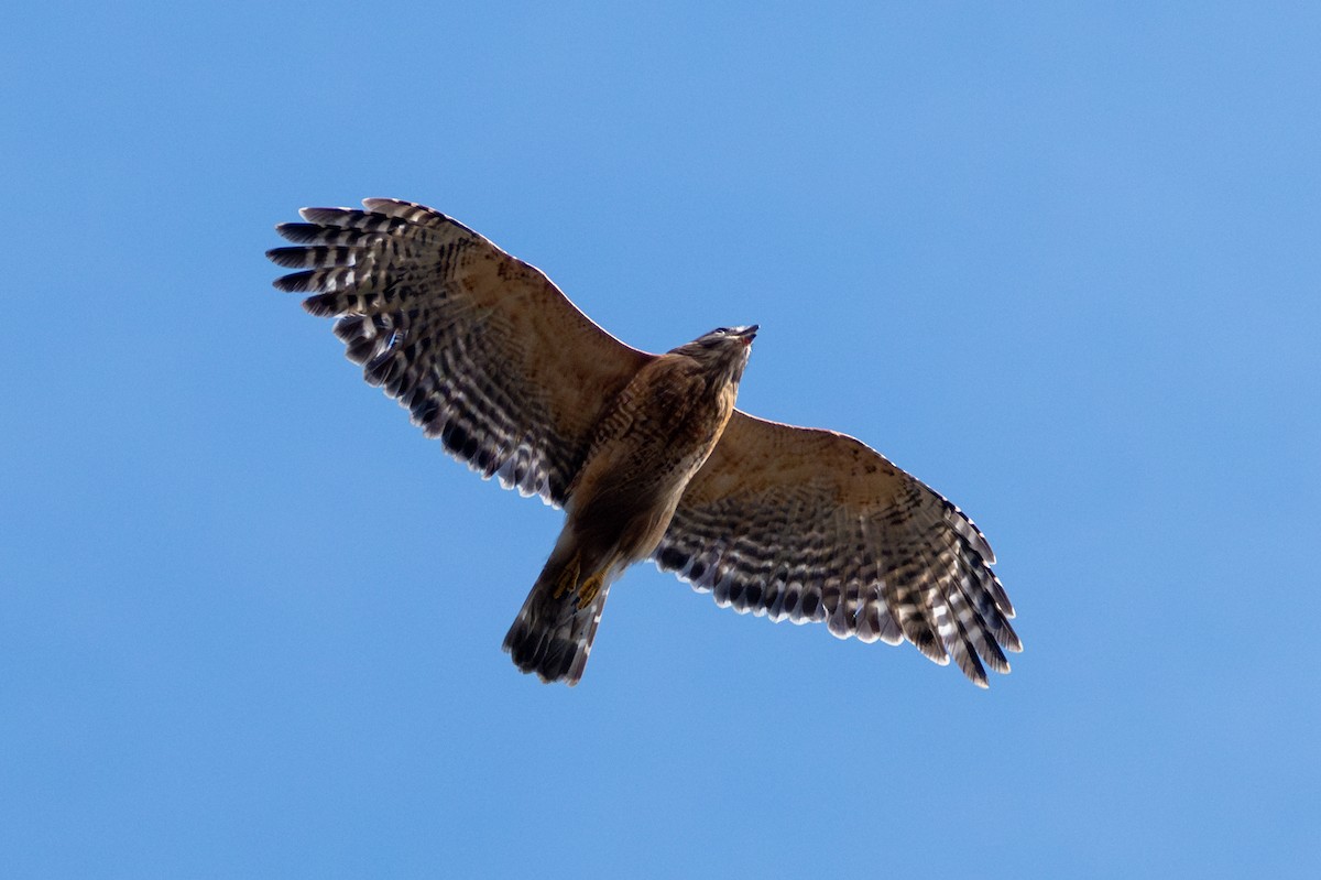 Red-shouldered Hawk - ML614892417