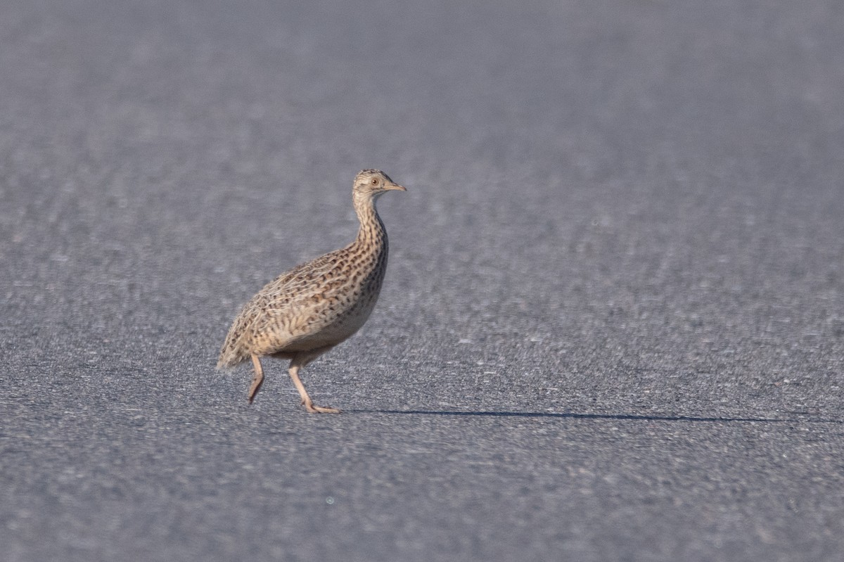 Tinamou de Darwin - ML614892431