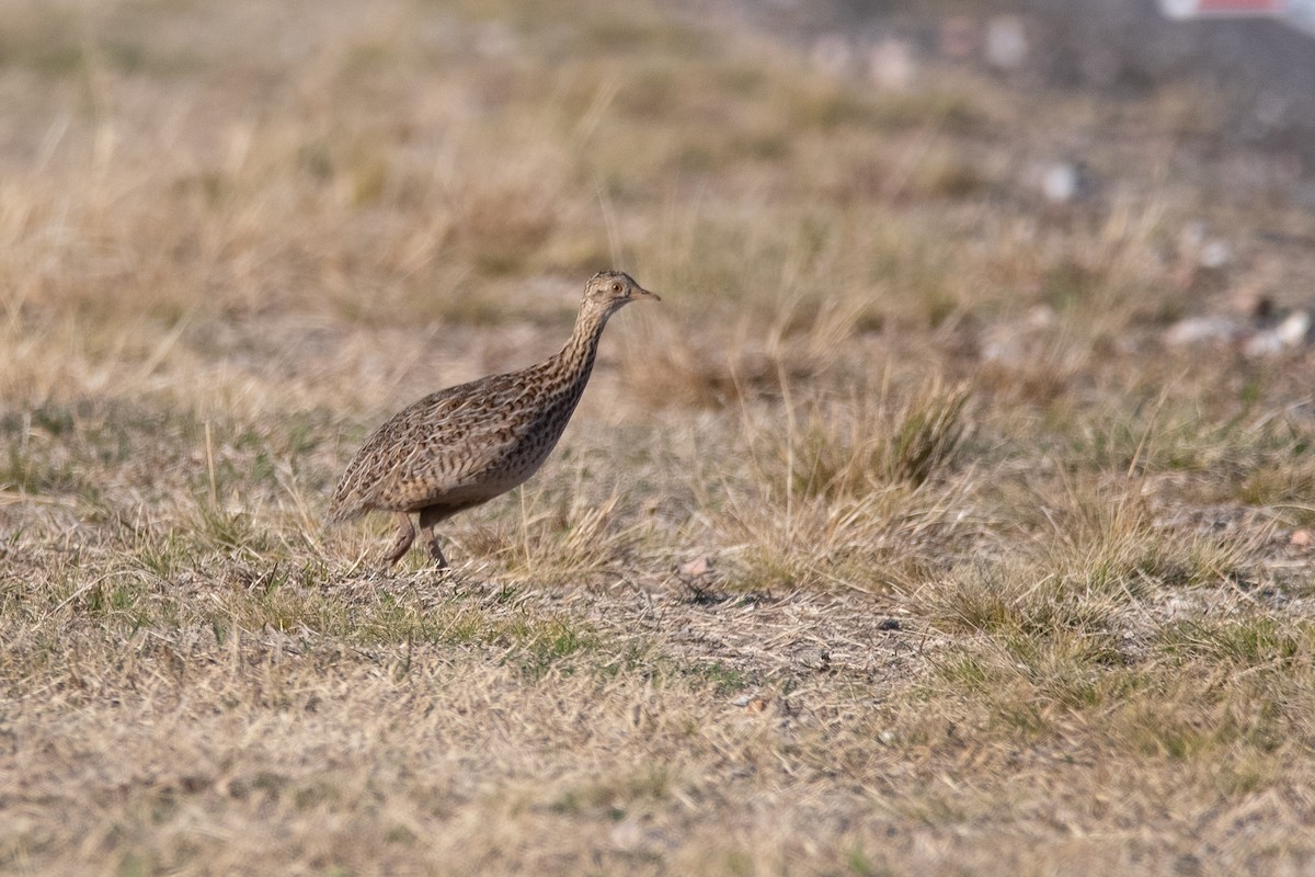 Tinamou de Darwin - ML614892432