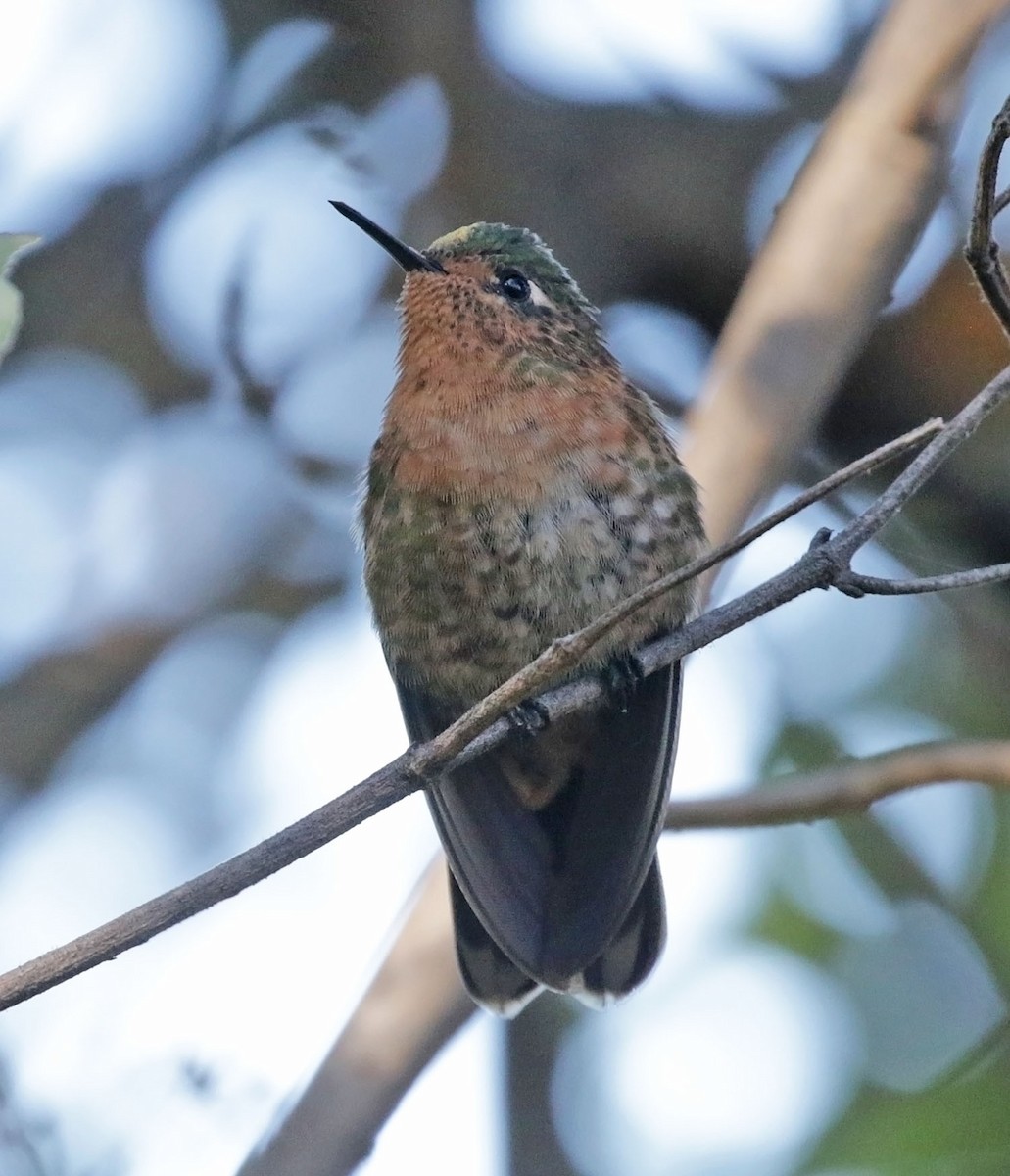 kolibřík perijský - ML614892479