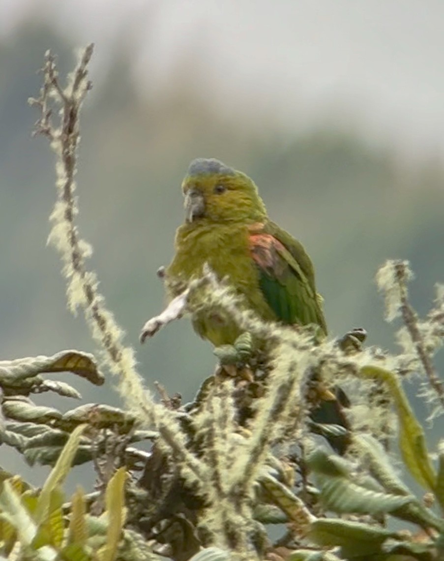 Indigo-winged Parrot - David Mehlman