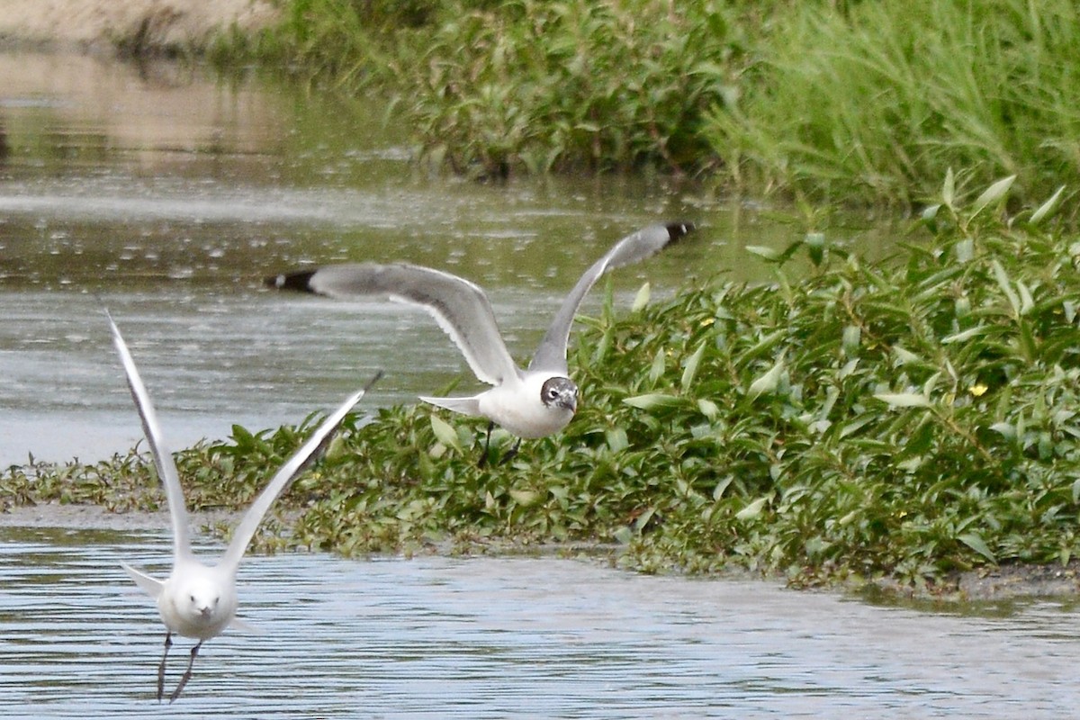 Franklin's Gull - Sarel Snyman