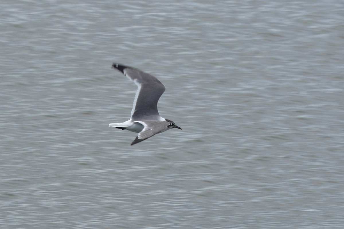 Franklin's Gull - ML614892505