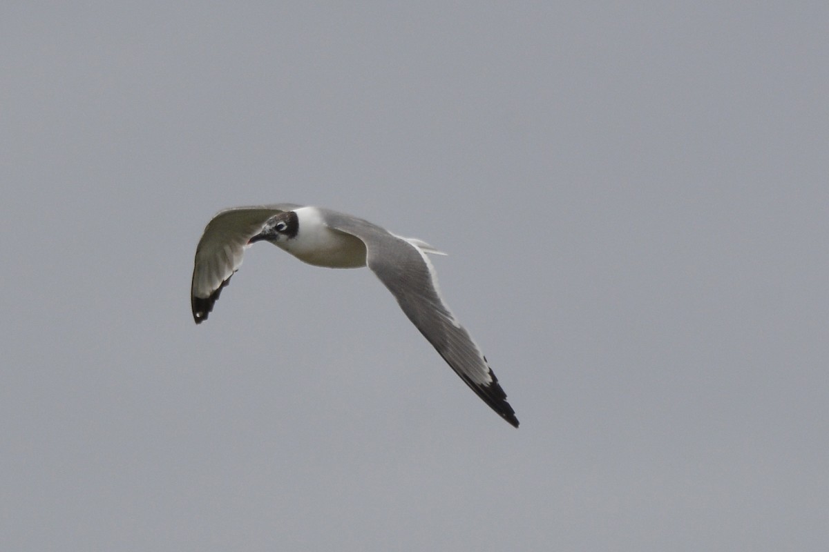 Franklin's Gull - ML614892506