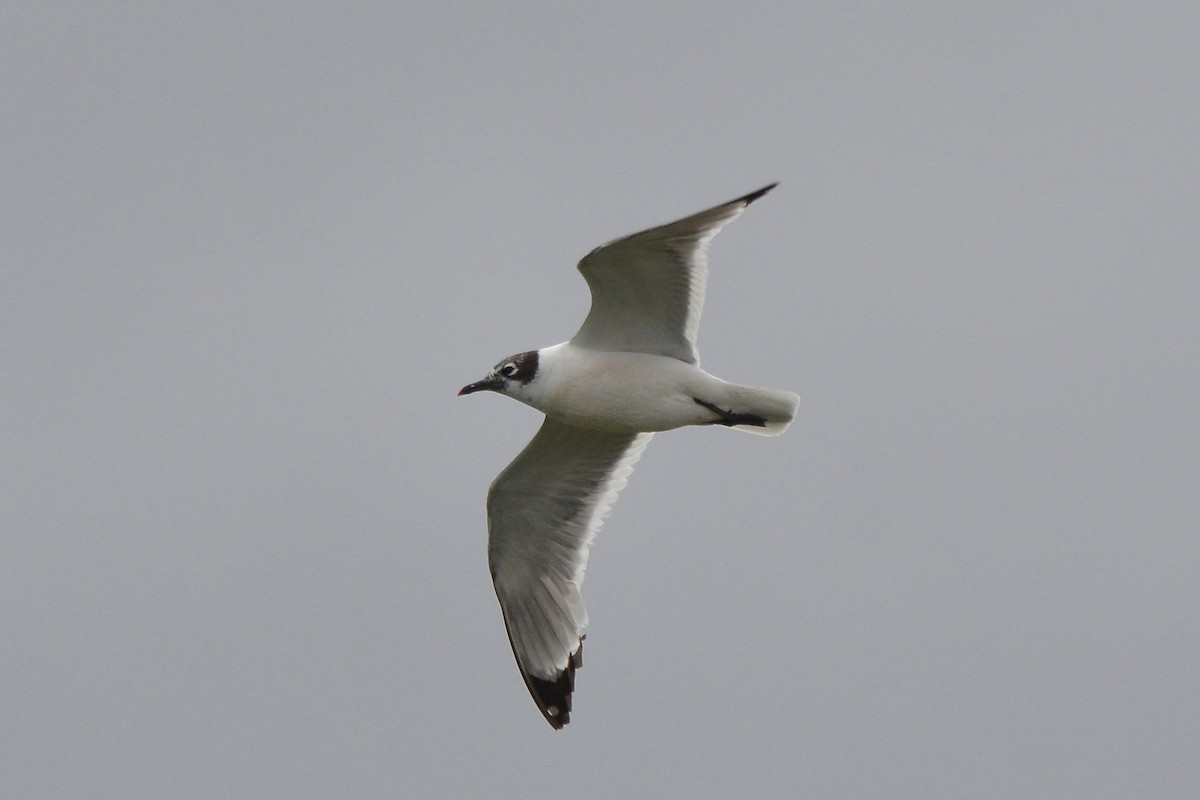 Franklin's Gull - ML614892507