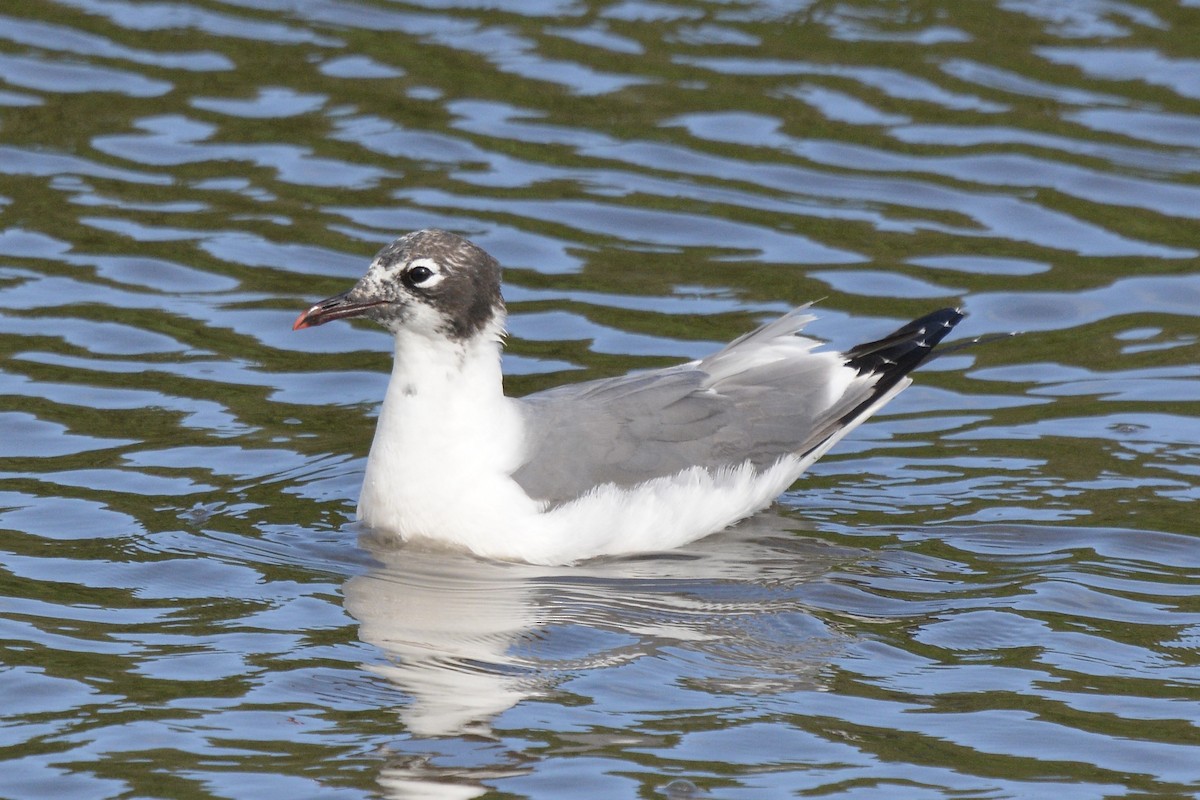 Franklin's Gull - ML614892509