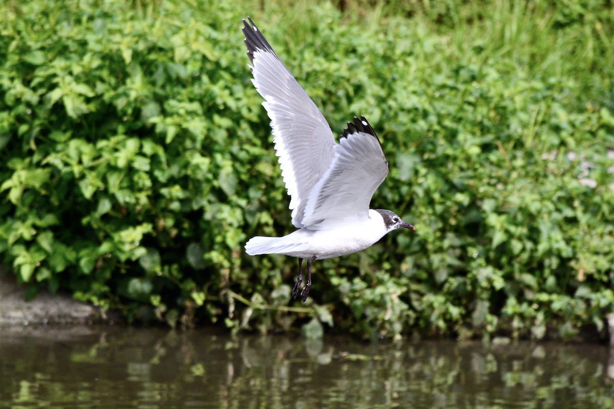 Franklin's Gull - Sarel Snyman