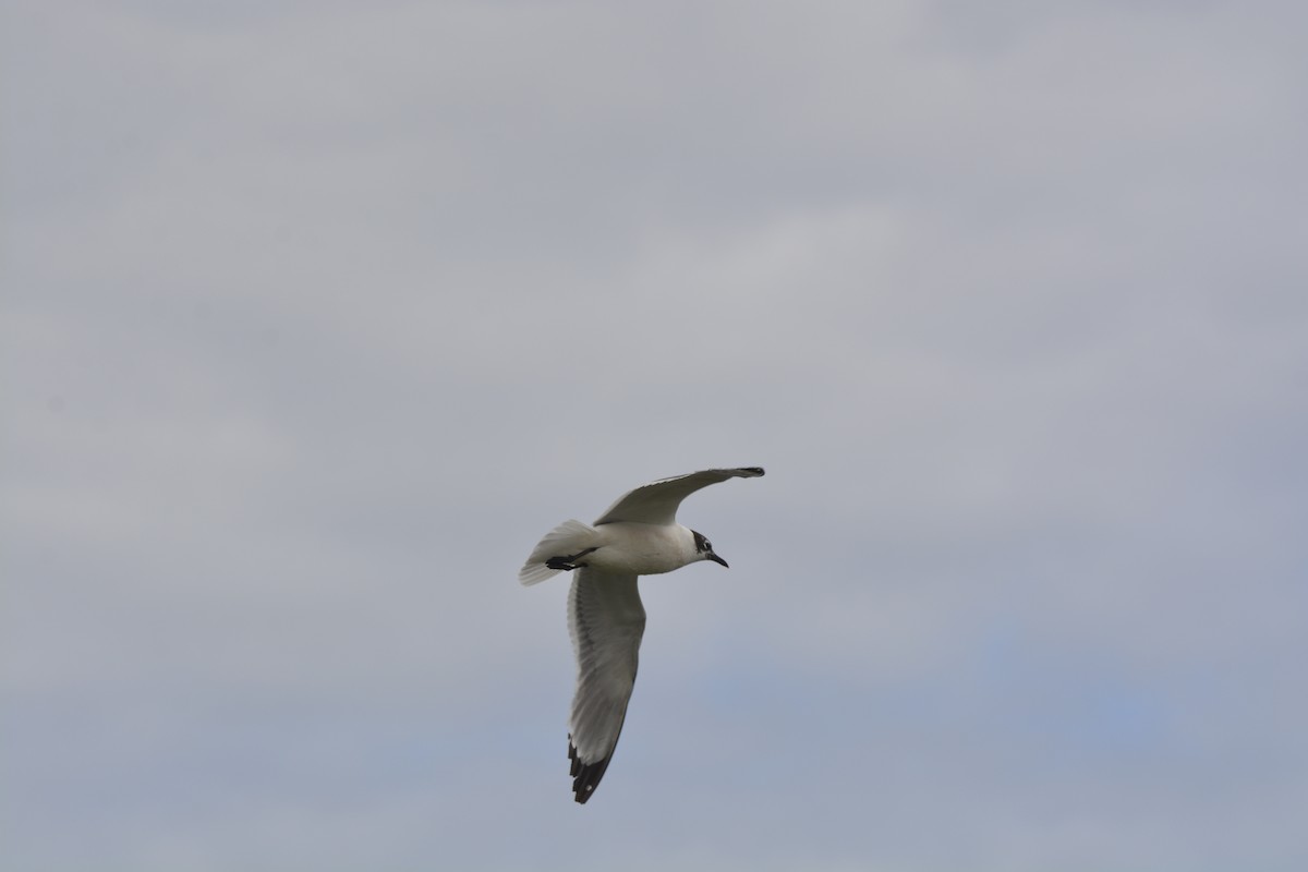 Mouette de Franklin - ML614892512