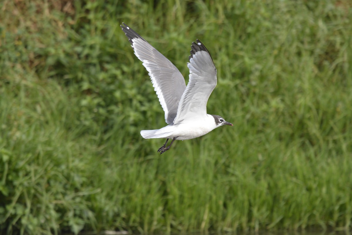 Franklin's Gull - Sarel Snyman