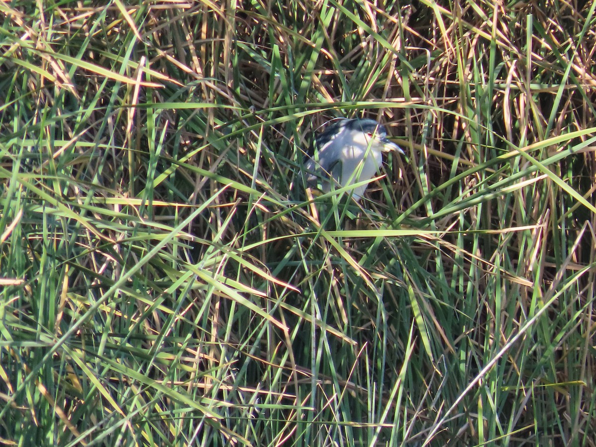 Black-crowned Night Heron - ML614892607