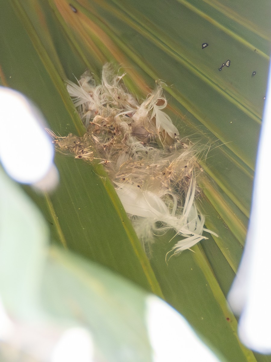 Asian Palm Swift - ML614892680