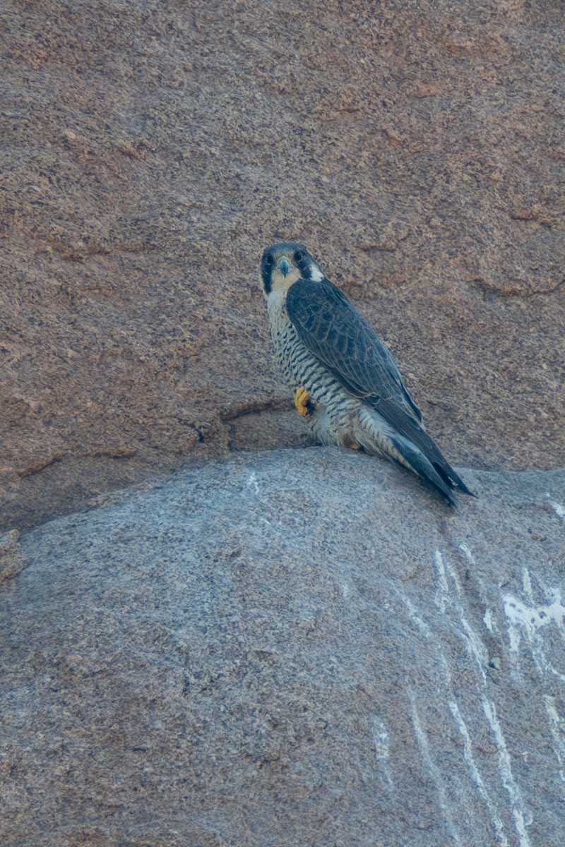 Peregrine Falcon - ML614892702