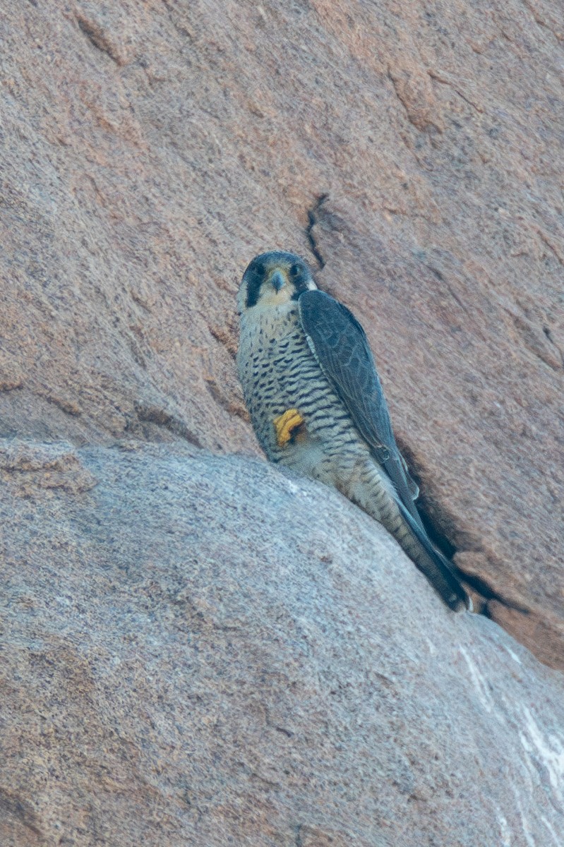 Peregrine Falcon - ML614892703