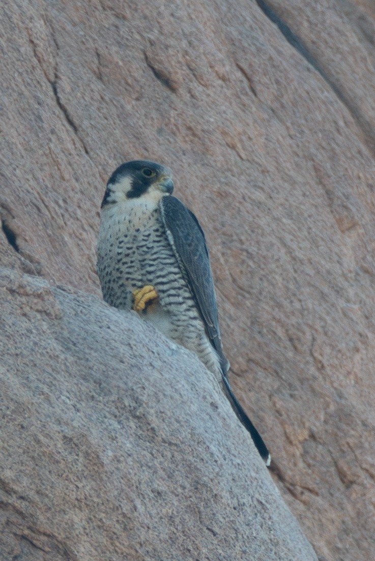 Peregrine Falcon - ML614892704