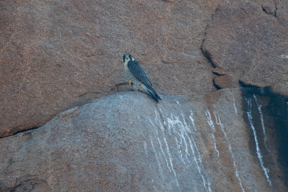 Peregrine Falcon - ML614892705