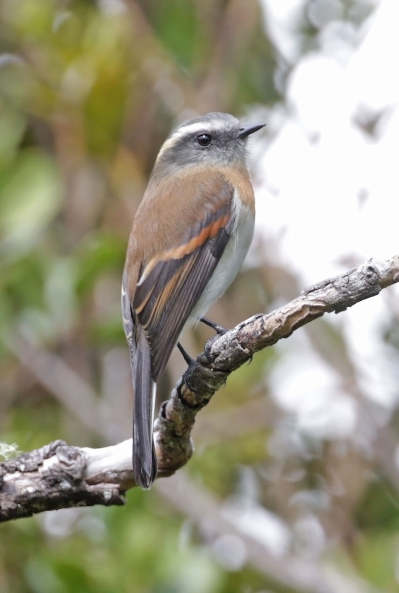 Rufous-breasted Chat-Tyrant - ML614892735