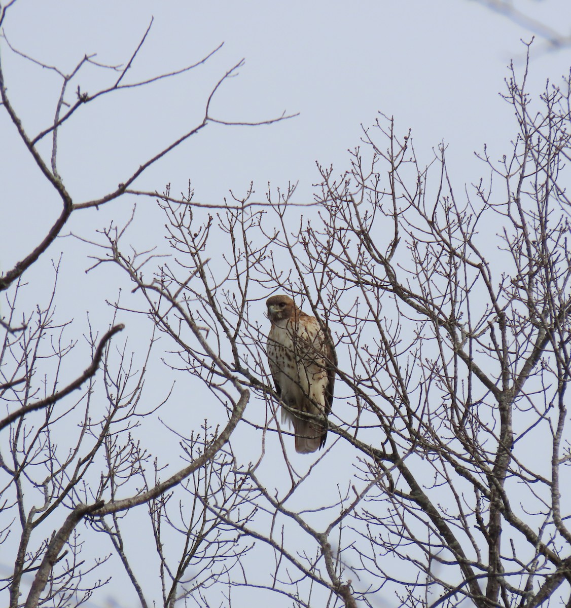 Red-tailed Hawk - ML614892759