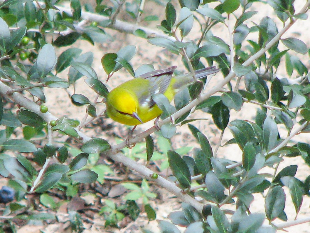 Blue-winged Warbler - ML614892760