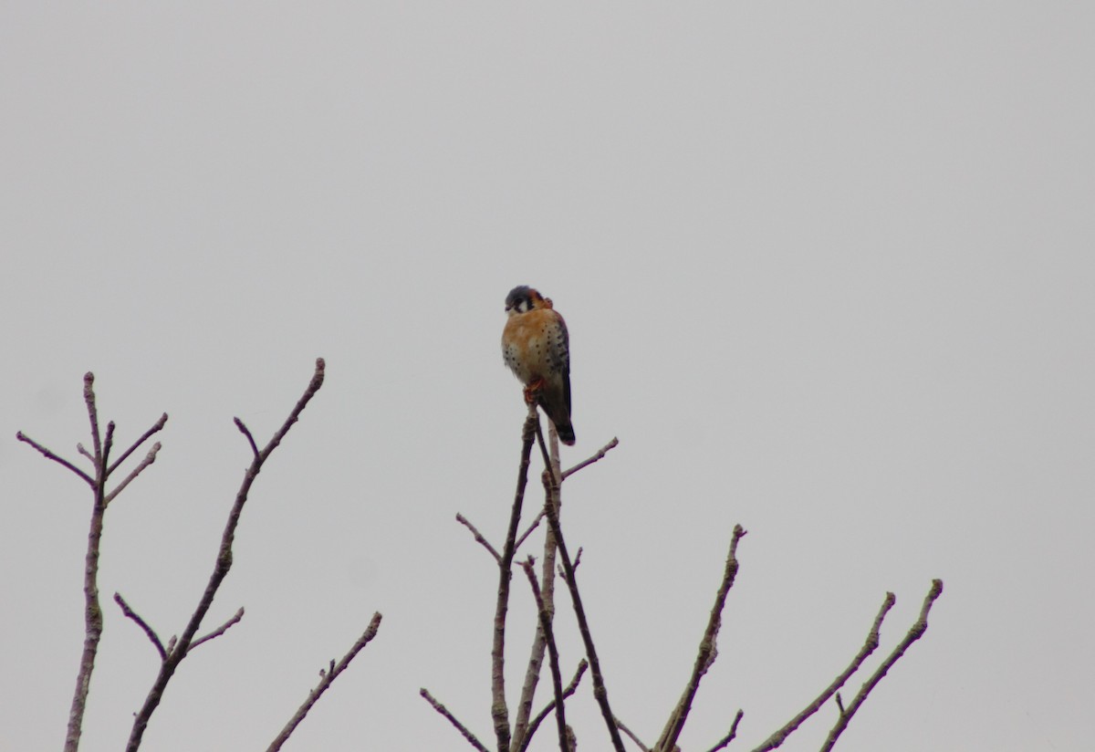 American Kestrel - Gillian Audier