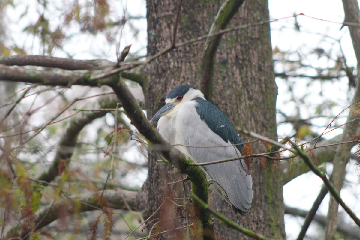 Black-crowned Night Heron - Gillian Audier