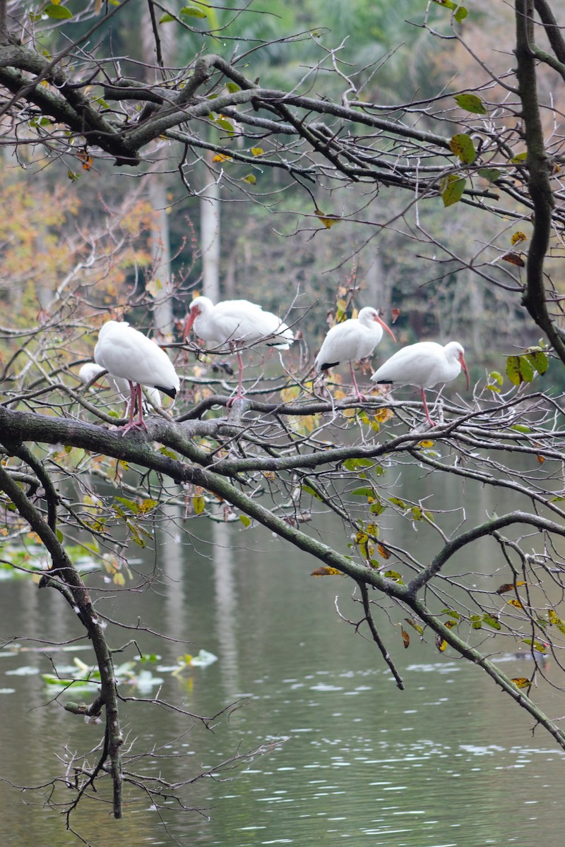 White Ibis - Gillian Audier