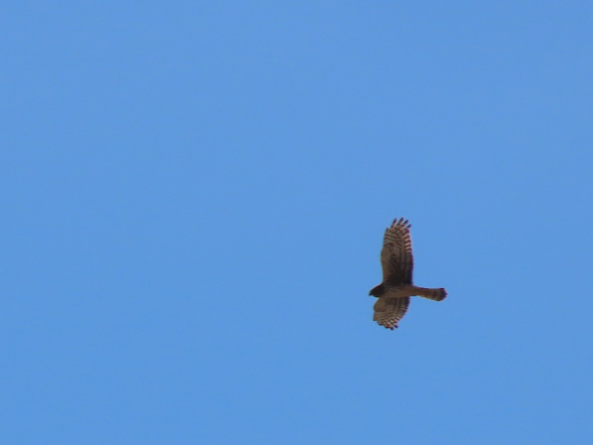 Northern Harrier - Carla Bregman