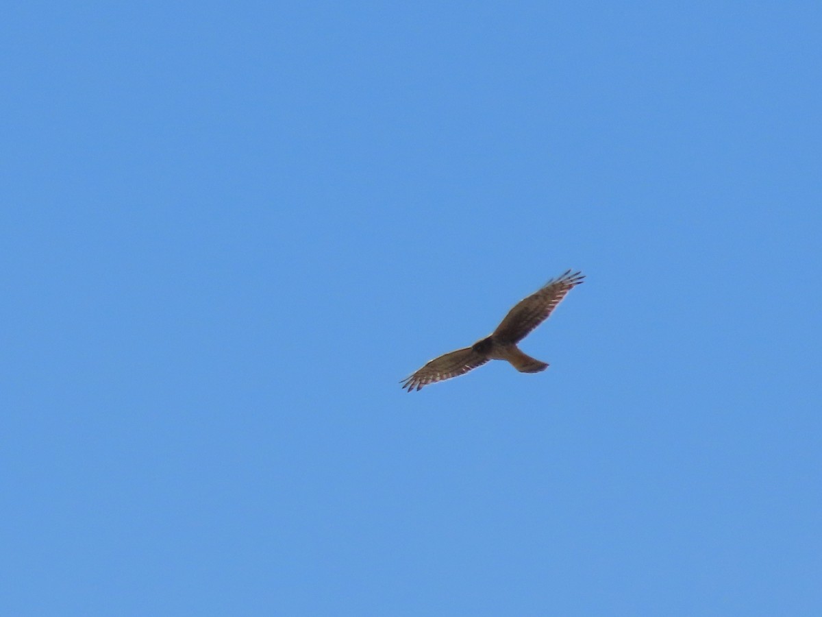 Northern Harrier - ML614892802