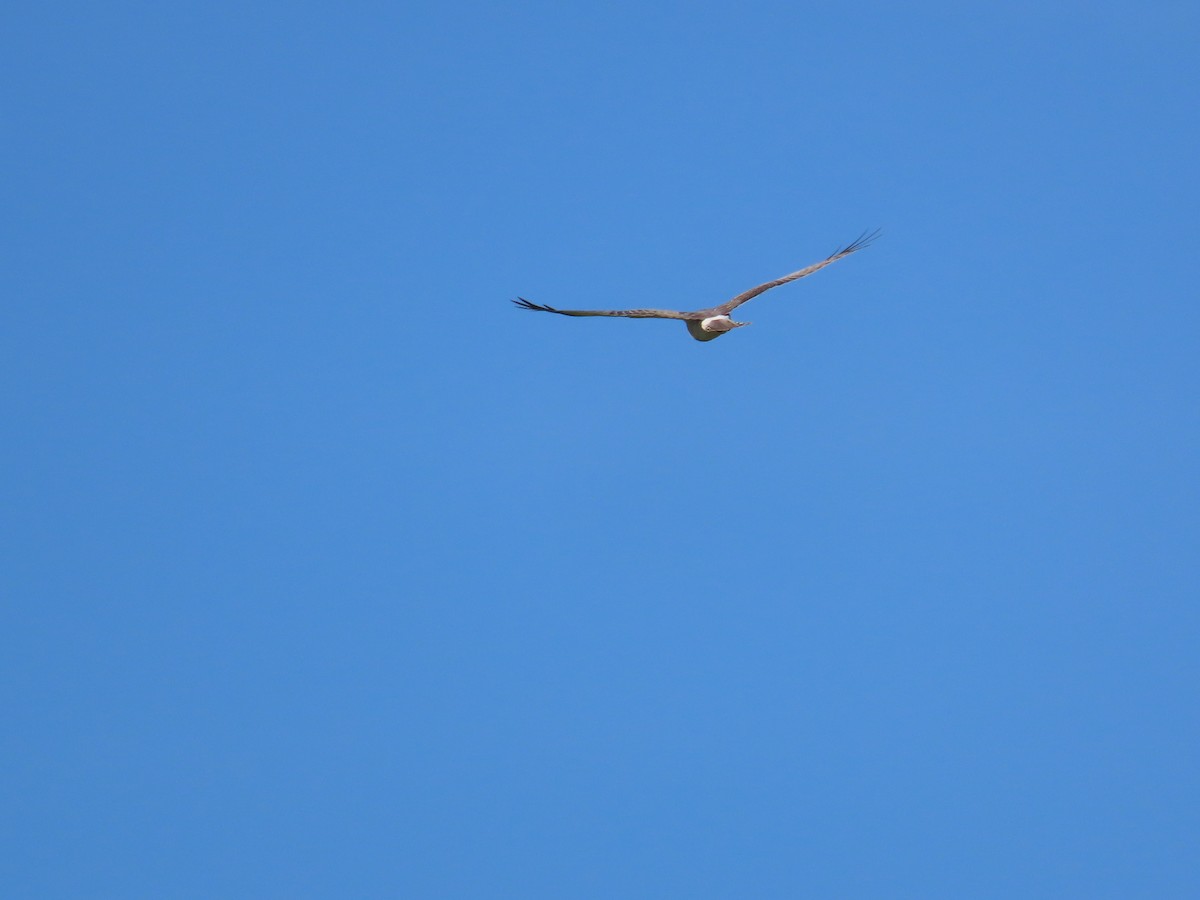 Northern Harrier - Carla Bregman