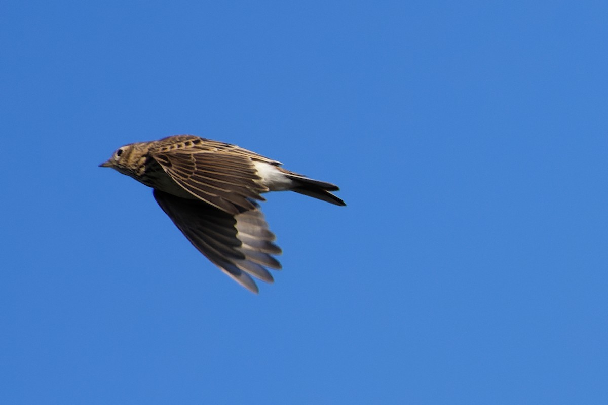 Eurasian Skylark - Gojko Kukobat