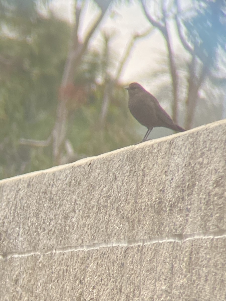 Brewer's Blackbird - ML614892810