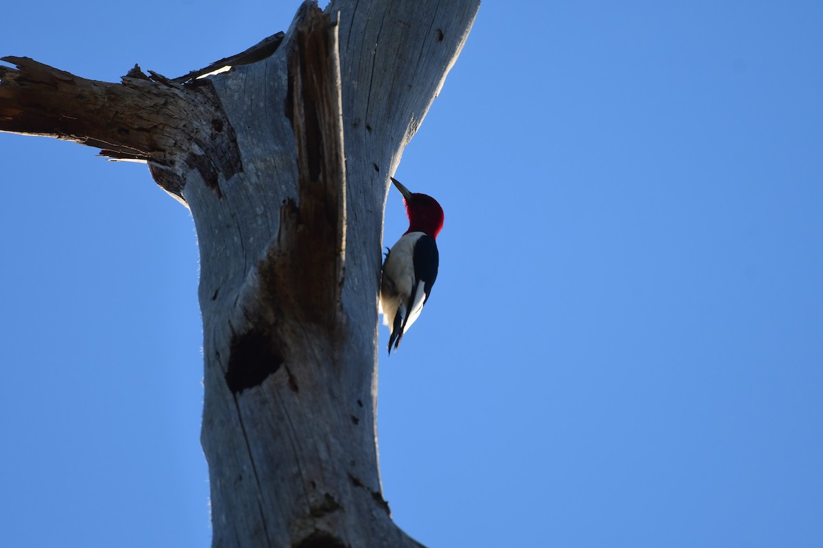Red-headed Woodpecker - ML614892815