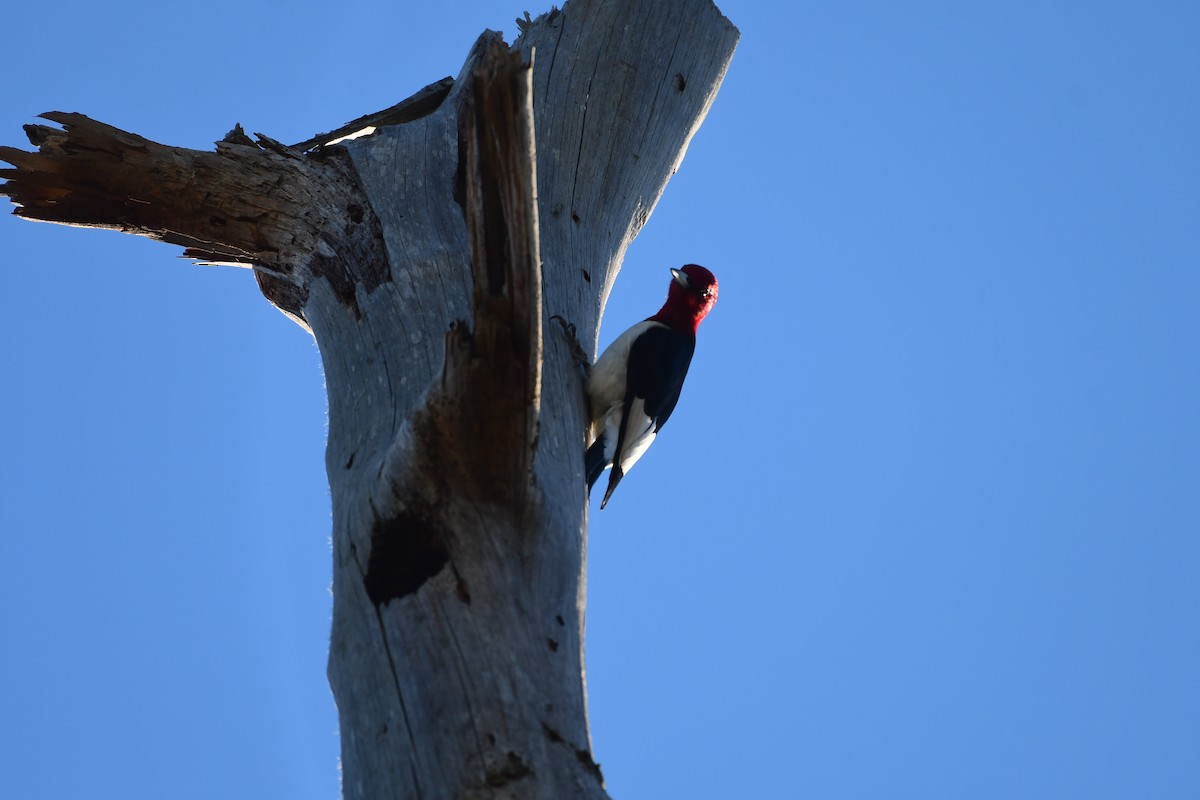 Red-headed Woodpecker - ML614892816