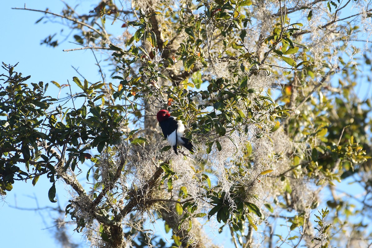 Red-headed Woodpecker - ML614892817