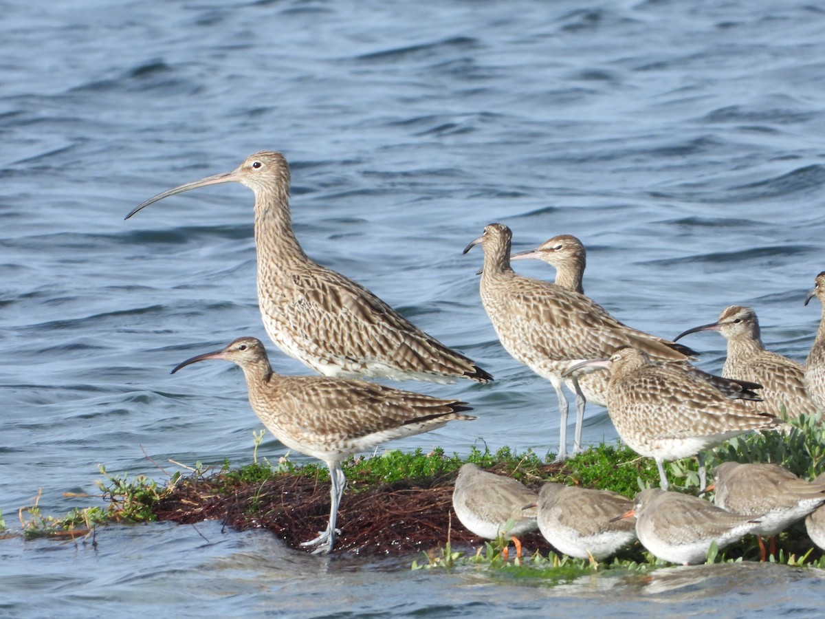 Whimbrel - ML614892819