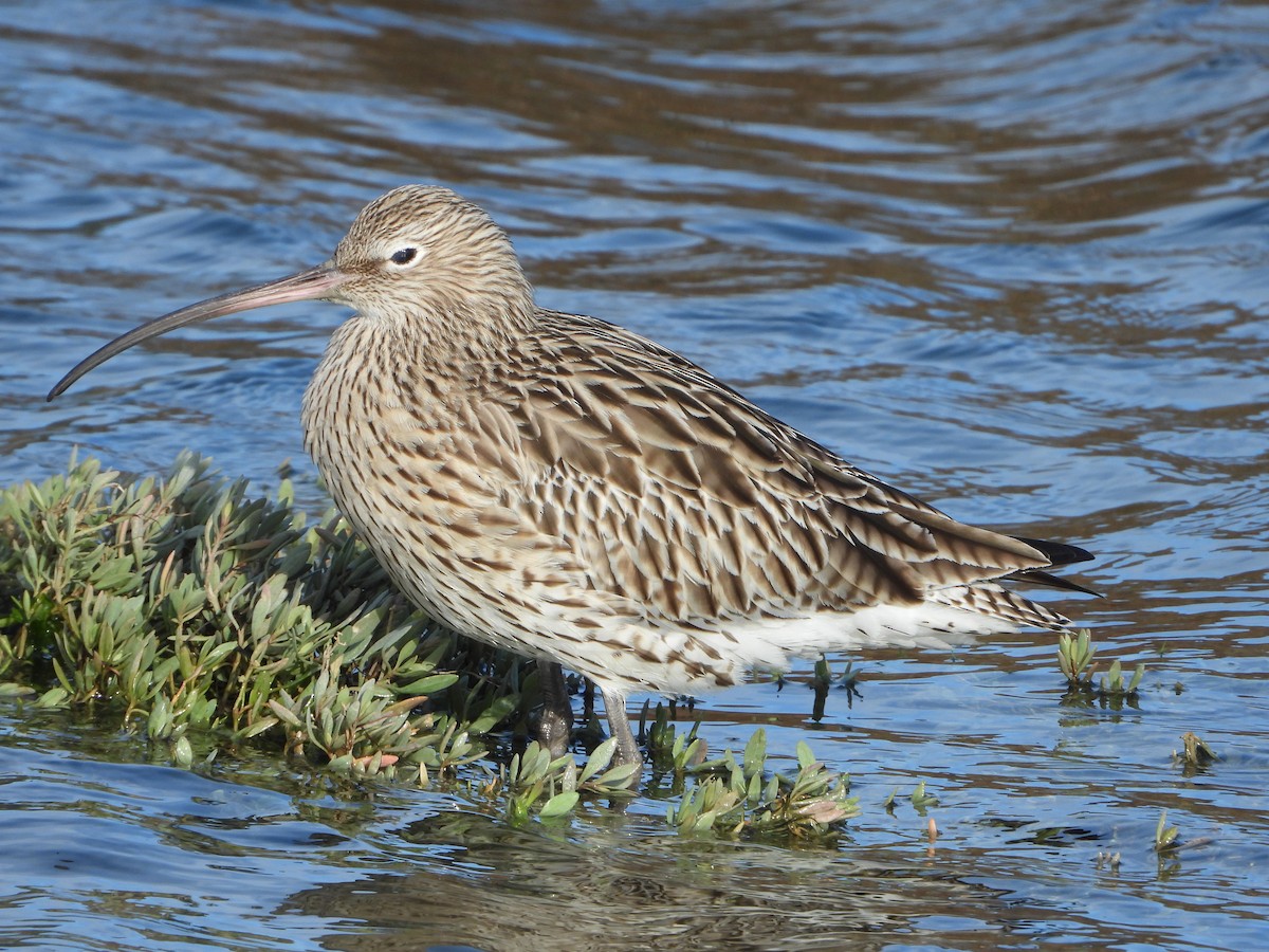 Eurasian Curlew - ML614892826