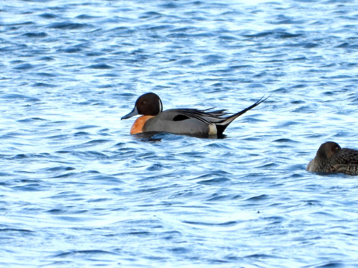 Northern Pintail - ML614892863