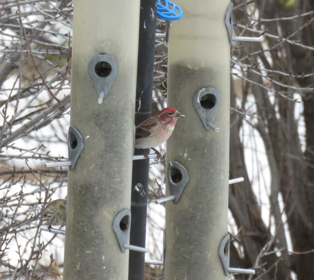 Cassin's Finch - ML614892874