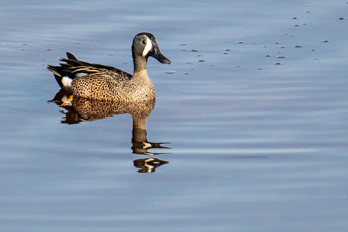 Blue-winged Teal - ML614892963