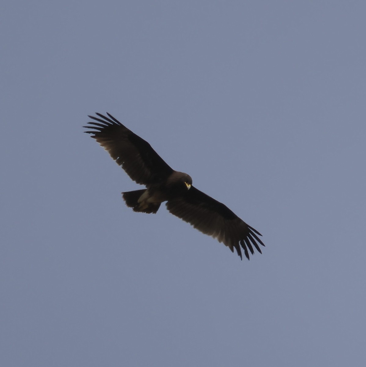 Greater Spotted Eagle - ML614893000
