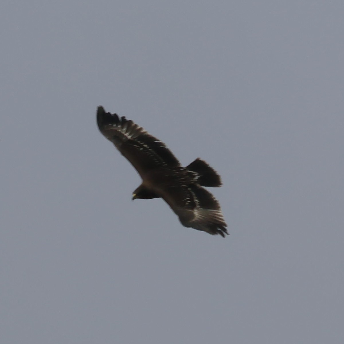Greater Spotted Eagle - ML614893001