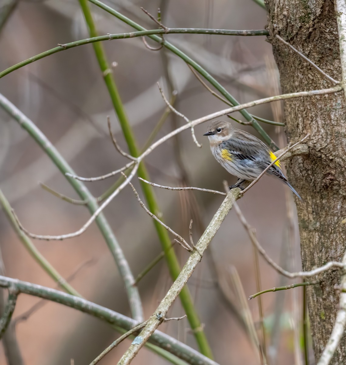 Yellow-rumped Warbler - Patricia Dortch