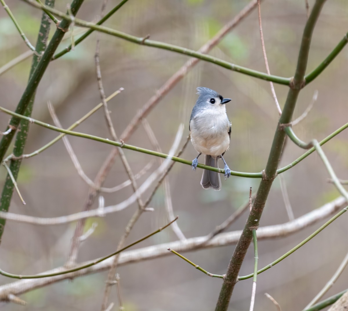 Tufted Titmouse - Patricia Dortch