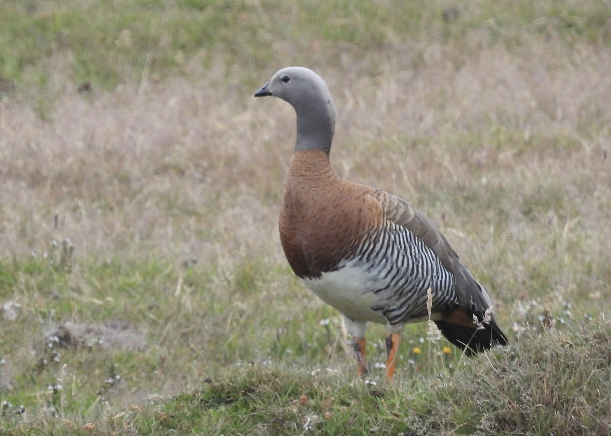 Ashy-headed Goose - ML614893082