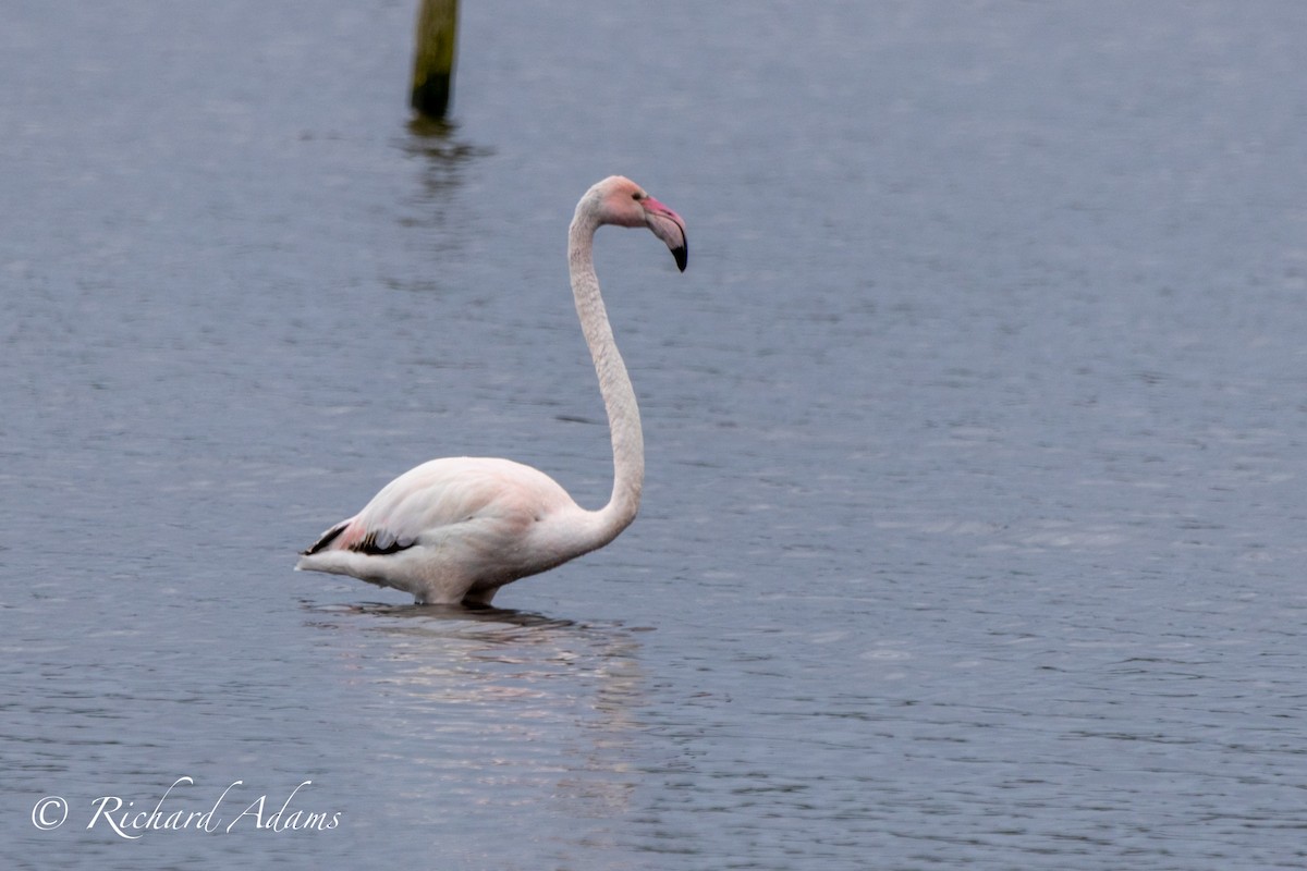 Greater Flamingo - ML614893087