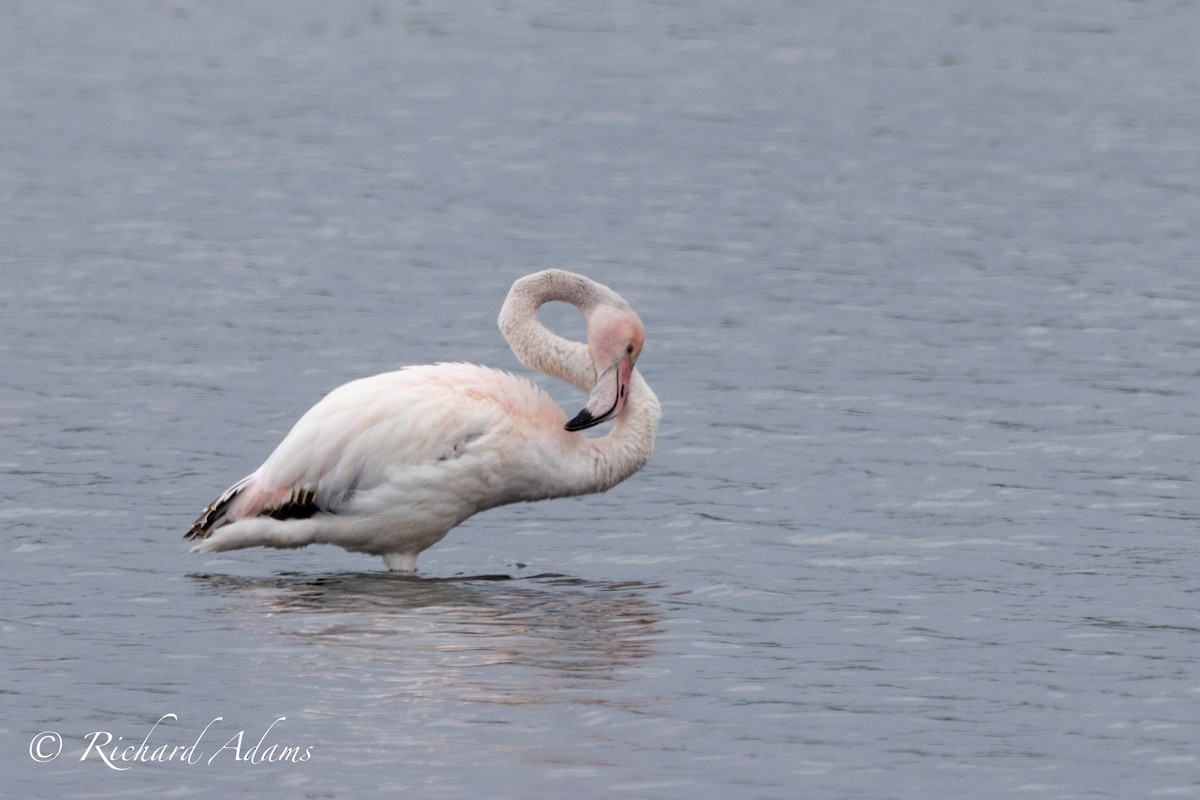 Greater Flamingo - ML614893088